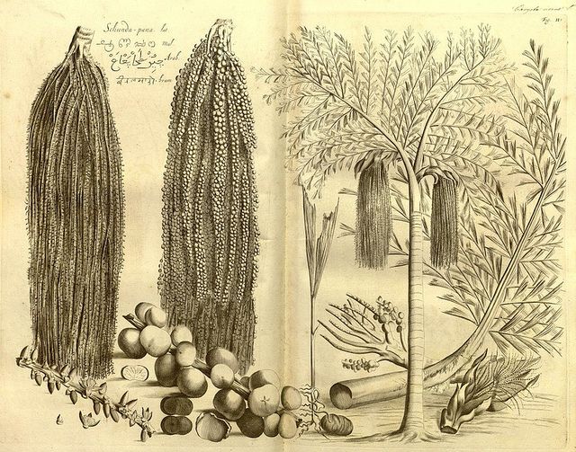Date fruit and palms drawn with a fold down the centre of the paper there is writing on the top right corner and in the top-middle-left.
