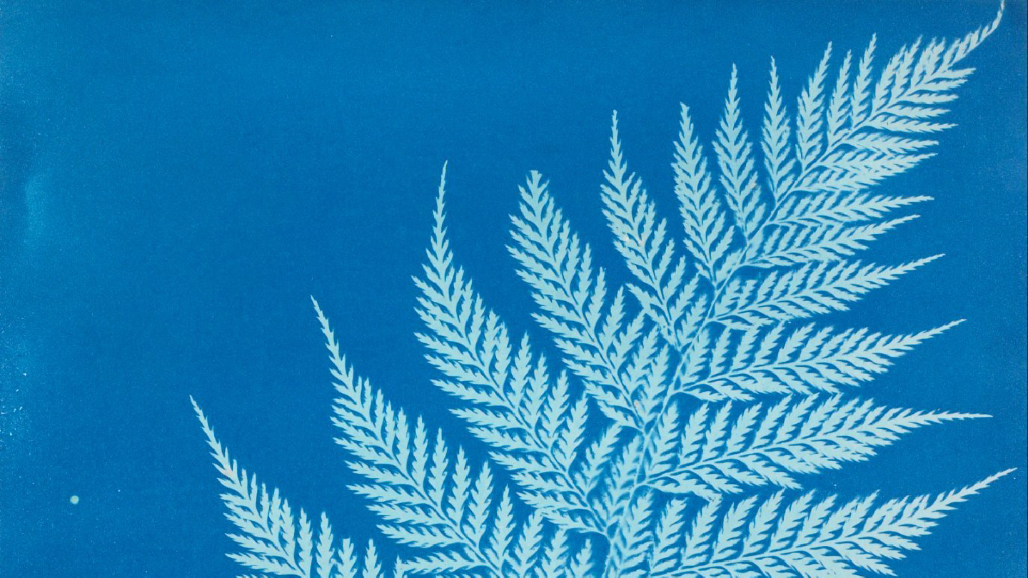 Capturing the Blues: An Introduction to Cyanotype Printing
