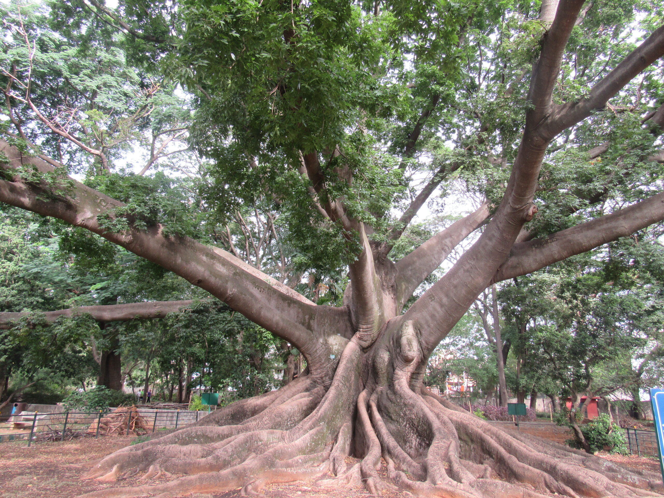 Heritage Tree Walk of Lal Bagh